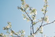 夢(mèng)中的樹(shù)斷了——探索內(nèi)心深處的隱喻，夢(mèng)中的樹(shù)斷了，內(nèi)心深處的隱喻探索