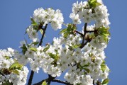 櫻花插件網(wǎng)站，邂逅春日浪漫，暢游花海中的數(shù)字世界