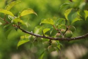 夢(mèng)到幼鳥(niǎo)，生命的希望與成長(zhǎng)的力量，夢(mèng)到幼鳥(niǎo)，生命的希望與成長(zhǎng)的力量
