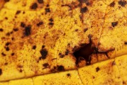 老夢(mèng)到蛇，深入探索與心理解讀，老夢(mèng)到蛇，深入探索與心理解讀的秘密