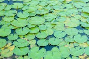 夢(mèng)到魚籽，生命與希望的象征，夢(mèng)到魚籽，生命與希望的象征