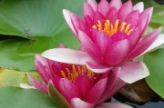 懷孕期間夢(mèng)到花蛇的寓意與解讀，懷孕期間夢(mèng)到花蛇的寓意與解析