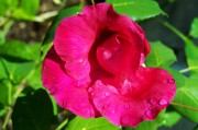 為了對(duì)付特朗普，歐洲花了整整一年準(zhǔn)備，如今要用了