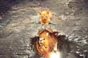 鷹舞夢間——一場與老鷹的奇幻之旅，鷹舞夢間，奇幻之旅與老鷹的邂逅