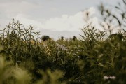 夢(mèng)到蛇的寓意與解析，夢(mèng)到蛇的寓意與解析
