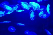 夢(mèng)到彩色的魚(yú)，一場(chǎng)神秘而多彩的夢(mèng)境之旅