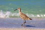 孕婦夢(mèng)到鳥，寓意與解讀，孕婦夢(mèng)到鳥，寓意與解讀