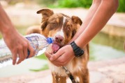 如何輕松注冊(cè)犬舍，一站式指南，輕松開(kāi)啟犬舍之旅，一站式注冊(cè)指南
