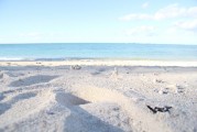 夢(mèng)中魚(yú)與蟹的神秘啟示，夢(mèng)中魚(yú)與蟹的神秘啟示，深邃的象征與啟示錄