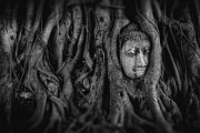夢(mèng)中的奇妙邂逅——大熊貓的神秘之旅，大熊貓的神秘之旅，夢(mèng)中的奇妙邂逅