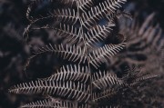 無限綠洲 - 免費游戲植物大戰(zhàn)怪獸的世界，無限綠洲，免費植物大戰(zhàn)怪獸的虛擬世界