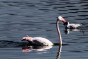 鳥(niǎo)抱抱游戲免費(fèi)下載，鳥(niǎo)抱抱，一款充滿趣味的休閑游戲免費(fèi)下載
