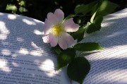 因買賣合同糾紛，高青縣永軍花卉園起訴隆華新材等