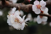 夢(mèng)中樹(shù)開(kāi)花，寓意何在？，夢(mèng)中樹(shù)開(kāi)花的寓意解讀