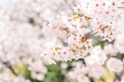 竹影搖曳，夢(mèng)中的綠色交響，竹影搖曳下的綠色交響夢(mèng)