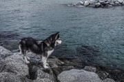 哈士奇作為一種忠誠(chéng)、活潑的犬種，深受人們喜愛(ài)。作為一款專門(mén)為哈士奇設(shè)計(jì)的網(wǎng)站插件，它不僅能夠幫助用戶更方便地管理和查看哈士奇的相關(guān)信息，還能提高用戶體驗(yàn)。，哈士奇插件，讓您的養(yǎng)寵生活更便捷