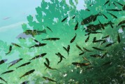 捕魚大師注冊攻略，輕松成為捕魚高手，暢享歡樂時光！捕魚大師注冊指南，快速晉升捕魚達(dá)人，盡享游戲樂趣