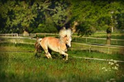 荒野之息馬匹注冊全攻略，解鎖馬匹自由馳騁的秘密，荒野之息馬匹注冊全解密，駕馭自由馳騁的駿馬之道