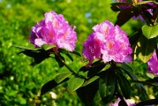 花集注冊(cè)攻略，輕松開(kāi)啟您的花藝之旅，輕松注冊(cè)花集，踏上您的花藝探索之旅