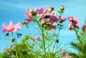 夢(mèng)中的鮮花盛開(kāi)，夢(mèng)中的鮮花盛開(kāi)，追尋心靈的寧?kù)o與美好