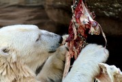 動物免費(fèi)游戲，讓生活更加有趣的游戲體驗，動物免費(fèi)游戲，讓你的生活更加有趣的選擇