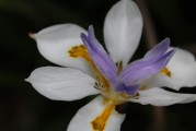 夢(mèng)中生子的寓意與感悟，夢(mèng)中生子的寓意與深度感悟