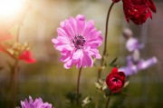2023年度網(wǎng)上訂花網(wǎng)站排名，品味生活，從一束花開始，2023年網(wǎng)上訂花網(wǎng)站排行，開啟美好生活，從一束花啟程