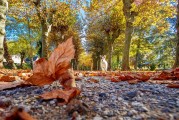 夢中的公園之旅，夢中的公園之旅，尋覓心靈的寧靜