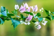 夢(mèng)中桐樹(shù)花開(kāi)，寓意何在？