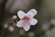 夢中的荔枝之韻，夢回荔枝之韻