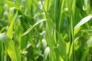 美國(guó)作物帶降雨預(yù)報(bào)緩解產(chǎn)量擔(dān)憂，芝加哥大豆和玉米價(jià)格回落