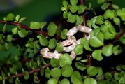 夢(mèng)到好多白菜，一場(chǎng)關(guān)于生活的啟示，夢(mèng)到繁盛的白菜，生活的啟示與隱喻
