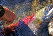 夢(mèng)中魚(yú)影——釣魚(yú)魚(yú)跑的遐想，夢(mèng)中魚(yú)影，釣魚(yú)與逃脫的遐想