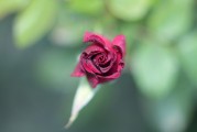 夢(mèng)中見(jiàn)證友情之花——我的朋友結(jié)婚之夢(mèng)，夢(mèng)中見(jiàn)證友情之花，我的朋友婚禮之夢(mèng)