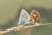女人夢到動物，解讀夢境中的神秘信號，女人夢到動物，解讀夢境中的神秘信號