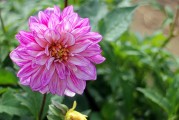 夢(mèng)中花開花落，探尋心靈之境