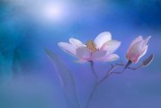 夢(mèng)境中的月經(jīng)之謎，一次心靈與生理的交織體驗(yàn)，夢(mèng)境中的月經(jīng)之謎，心靈與生理的交織體驗(yàn)