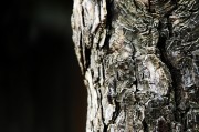 夢(mèng)中的樹(shù)折斷，象征與反思