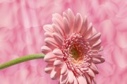 花花姑娘游戲免費下載，花花姑娘，全平臺無限制游戲免費下載