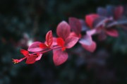 夢中重逢，思念無盡——我的母親，夢中重逢，思念無盡——懷念母親的情感之旅