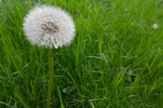 種下希望之夢——我的玉米種植夢，種下希望之夢——我的玉米種植之旅