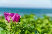夢中淚落，情感之海
