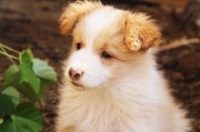 犬舍注冊全攻略，流程、注意事項及必備材料，一站式指南，犬舍注冊全解析