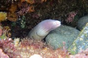 夢里夢到蛇，探索夢境中的神秘生物，夢里神秘生物，蛇的探索