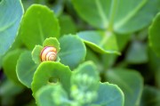 周公解夢之夢到金魚，周公解夢，夢到金魚的含義