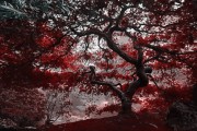 夢(mèng)中的父親，醫(yī)院的深深牽掛