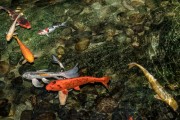夢到魚和水，預(yù)示著什么？，夢到魚和水，預(yù)示的寓意與解析