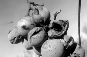 女人做夢(mèng)夢(mèng)到蛇的深層含義，女人夢(mèng)到蛇的深層含義解析