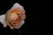 夢(mèng)到拜觀音，心靈深處的祈愿與感悟，夢(mèng)拜觀音，心靈深處的祈愿與感悟