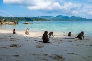 夢境中的猴子之旅，夢境中的猴子之旅之旅的奇幻探索